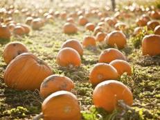 The northeast is experiencing a pumpkin shortage due to heavy rains and the destruction left in the wake of Hurricane Irene.