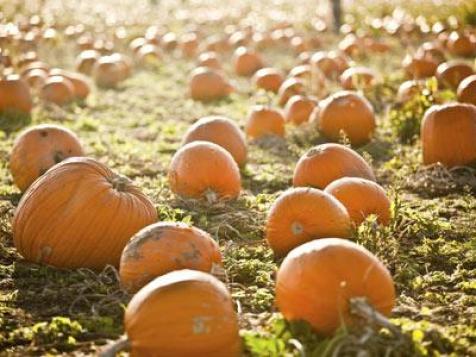 Pumpkin Shortage of 2011 Hits the Northeast