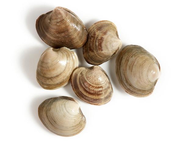 A Guide for Cooking Clams