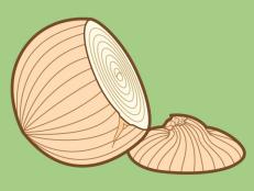 An illustration of an onion with the top cut off of it