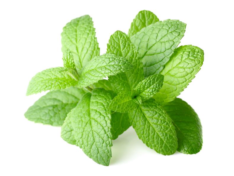 Peppermint in closeup