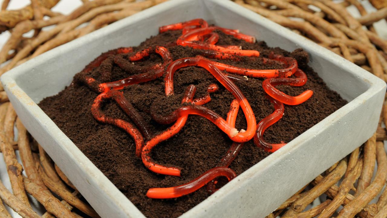 Jelly Worms in Dirt