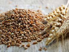 Closeup on pile of organic whole grain wheat kernels and ears