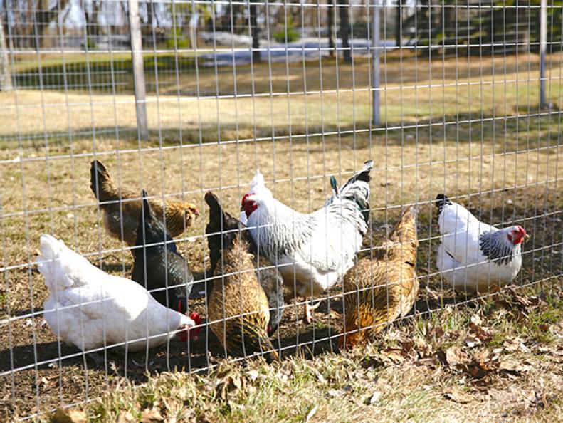 The chickens on Molly Yeh's farm