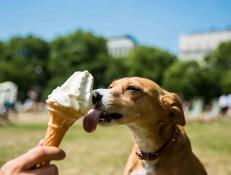 LONDON, UNITED KINGDOM - JUNE 20: Mini, a four year old Podenco dog from Portugal, cools down with an ice cream with her owner in Green Park on one of the hottest days of the year on June 20, 2017 in London, England. PHOTOGRAPH BY Adam Gray / Barcroft Images

London-T:+44 207 033 1031 E:hello@barcroftmedia.com -
New York-T:+1 212 796 2458 E:hello@barcroftusa.com -
New Delhi-T:+91 11 4053 2429 E:hello@barcroftindia.com www.barcroftimages.com (Photo credit should read Adam Gray / Barcroft Images / Barcroft Media via Getty Images)