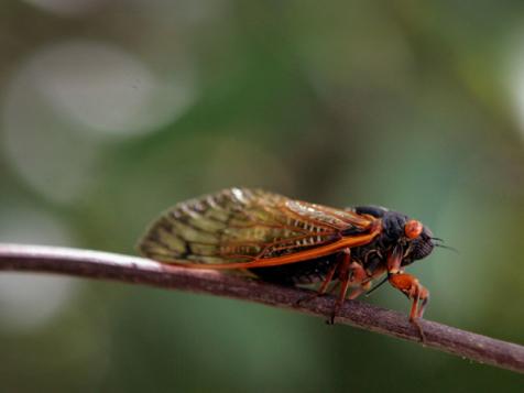 Yes, You Can Eat Cicadas: What You Need to Know Before You Take a Bite