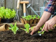 Lettuce is great for beginner gardeners.