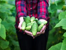 Give your cucumbers the best opportunity to grow well this summer.