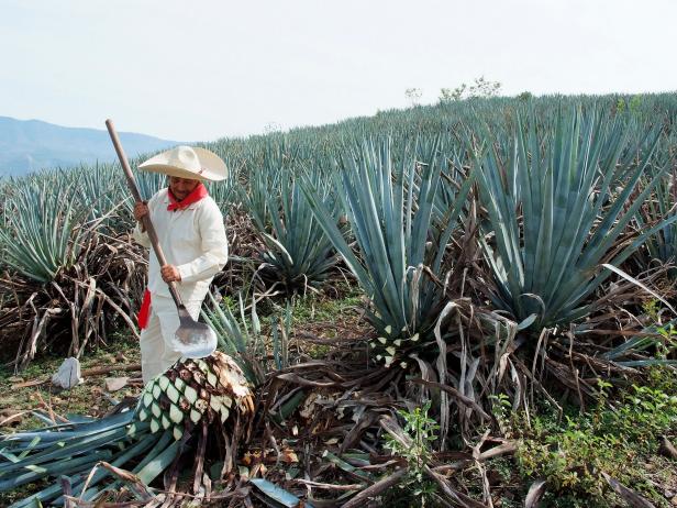 A man work in tequila industry. Jimador