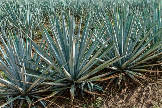 Blue agave plantation in the field to make tequila concept tequila industry