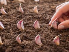 Garlic planting season begins in October!