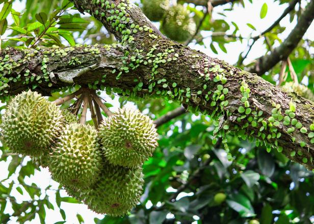 One green durian on the durian tree The fruit is large and very appetizing.
