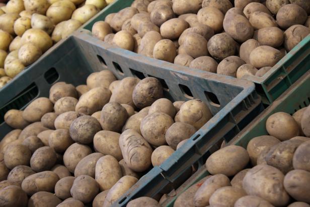 Close up of Ripe potatoes on the counter market stall. raw vegetables Chaotic backdrop, view top.
