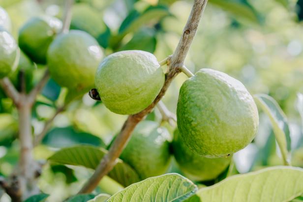 Guava plantation