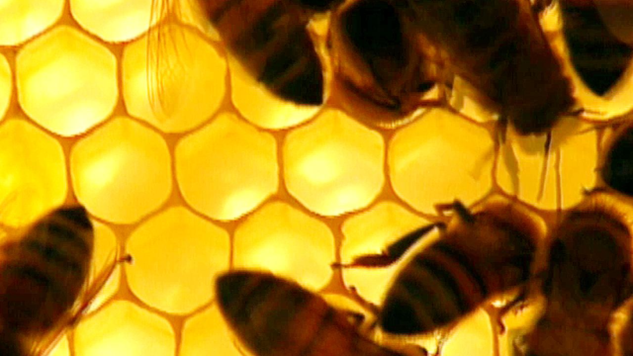 Honey Production Process