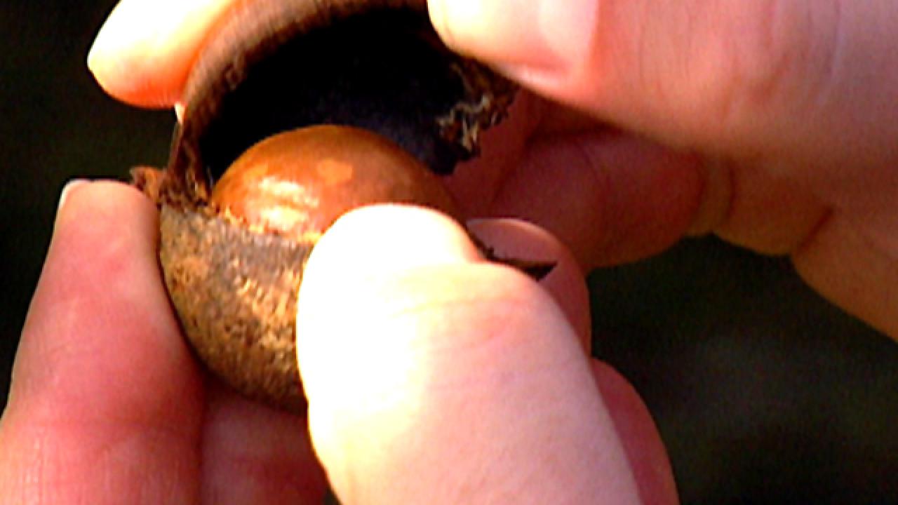 Macadamia Nut Trivia