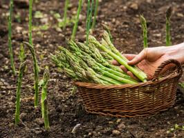 Grow Your Own Asparagus