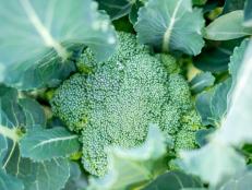 How to Freeze Broccoli - Blanched & Unblanched - An Oregon Cottage