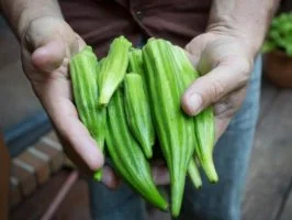 Okra