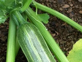 Zucchini
