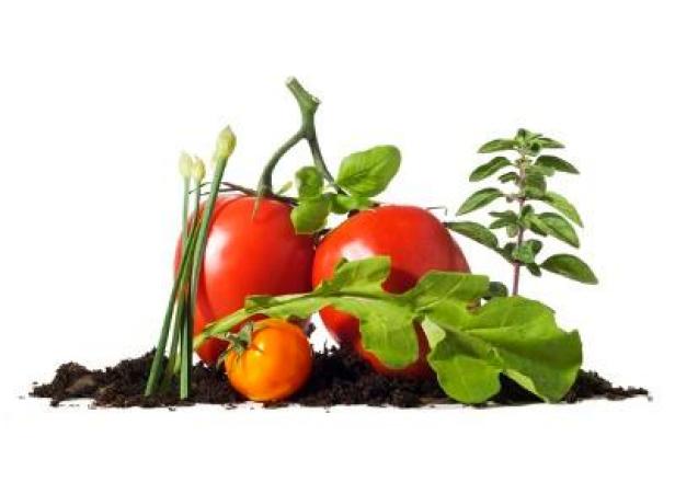 gardening tomatoes
