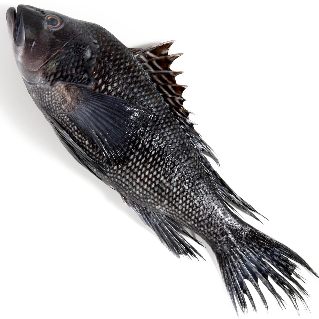 A Guide to Buying and Cooking Sea Bass : Recipes and Cooking