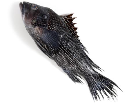 A Guide to Buying and Cooking Sea Bass