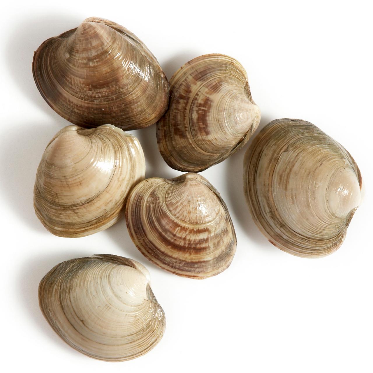 Types of Clams: Guide With Graphic and Clam Names