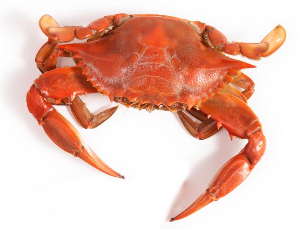 A Guide to Buying and Cooking Crab : Recipes and Cooking ...