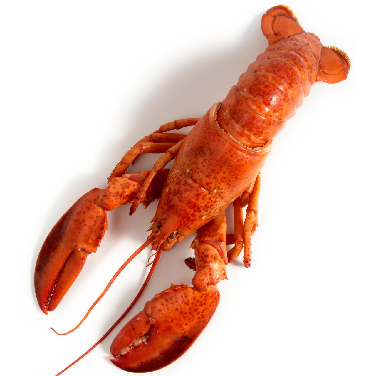 A Guide for Buying and Cooking Lobster : Recipes and Cooking