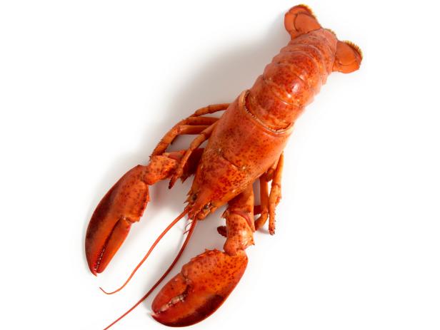 A Guide for Cooking Lobster