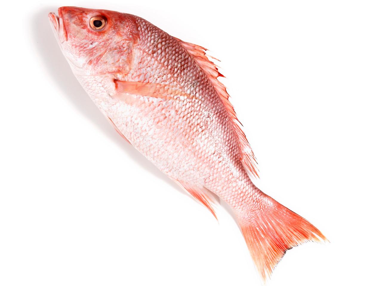 A Guide to Buying and Cooking Red Snapper : Recipes and Cooking