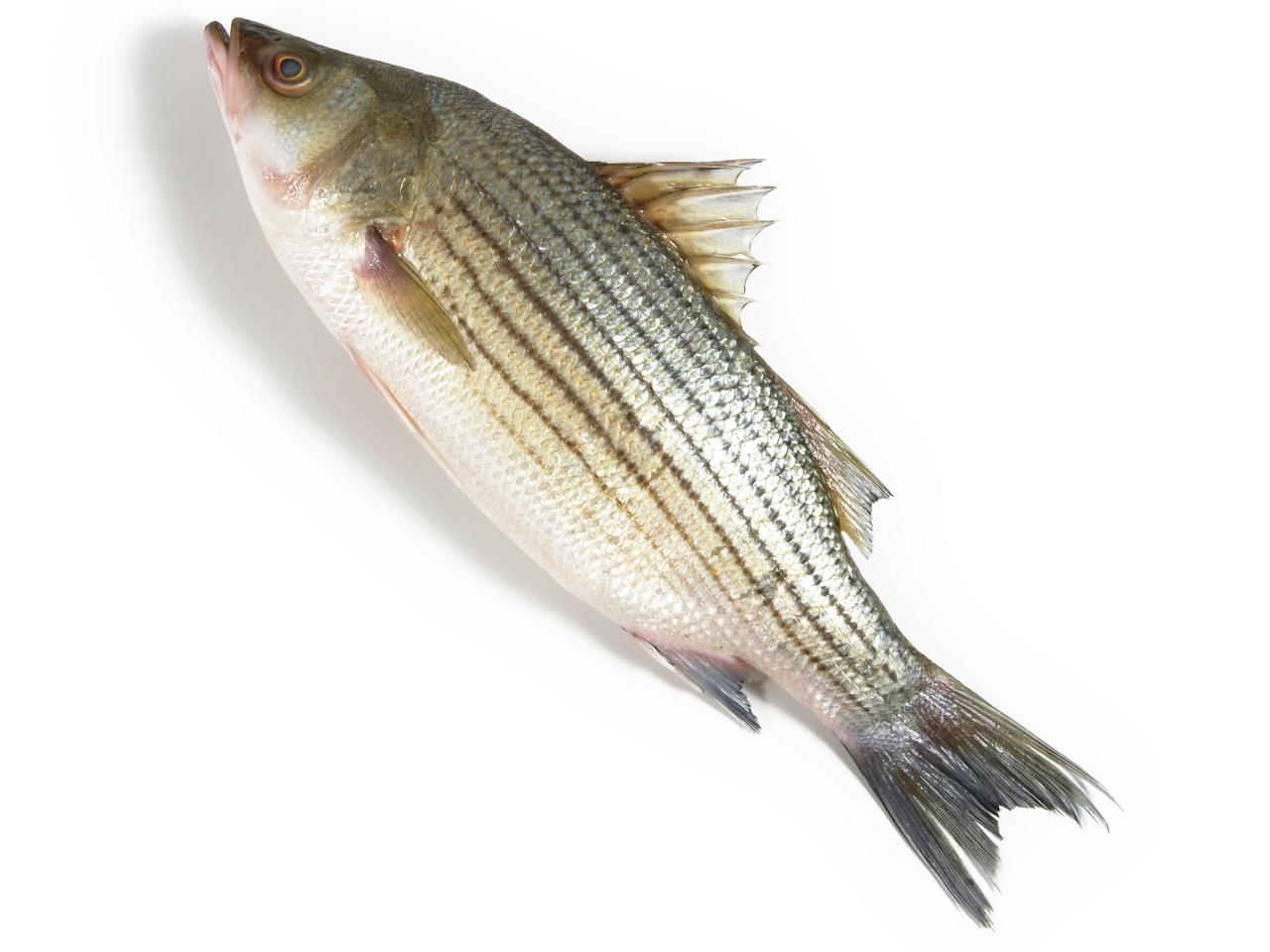 A Guide for Buying and Cooking Striped Bass : Recipes and Cooking : Food  Network, Recipes, Dinners and Easy Meal Ideas