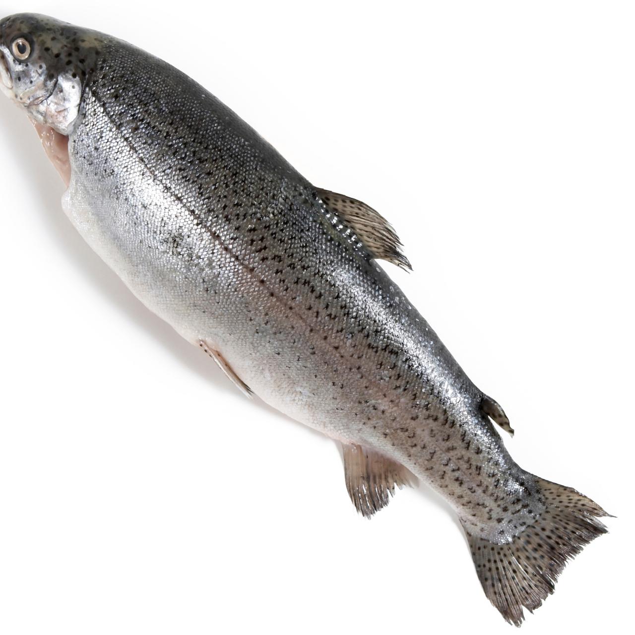 A Guide to Buying and Cooking Trout : Recipes and Cooking : Food