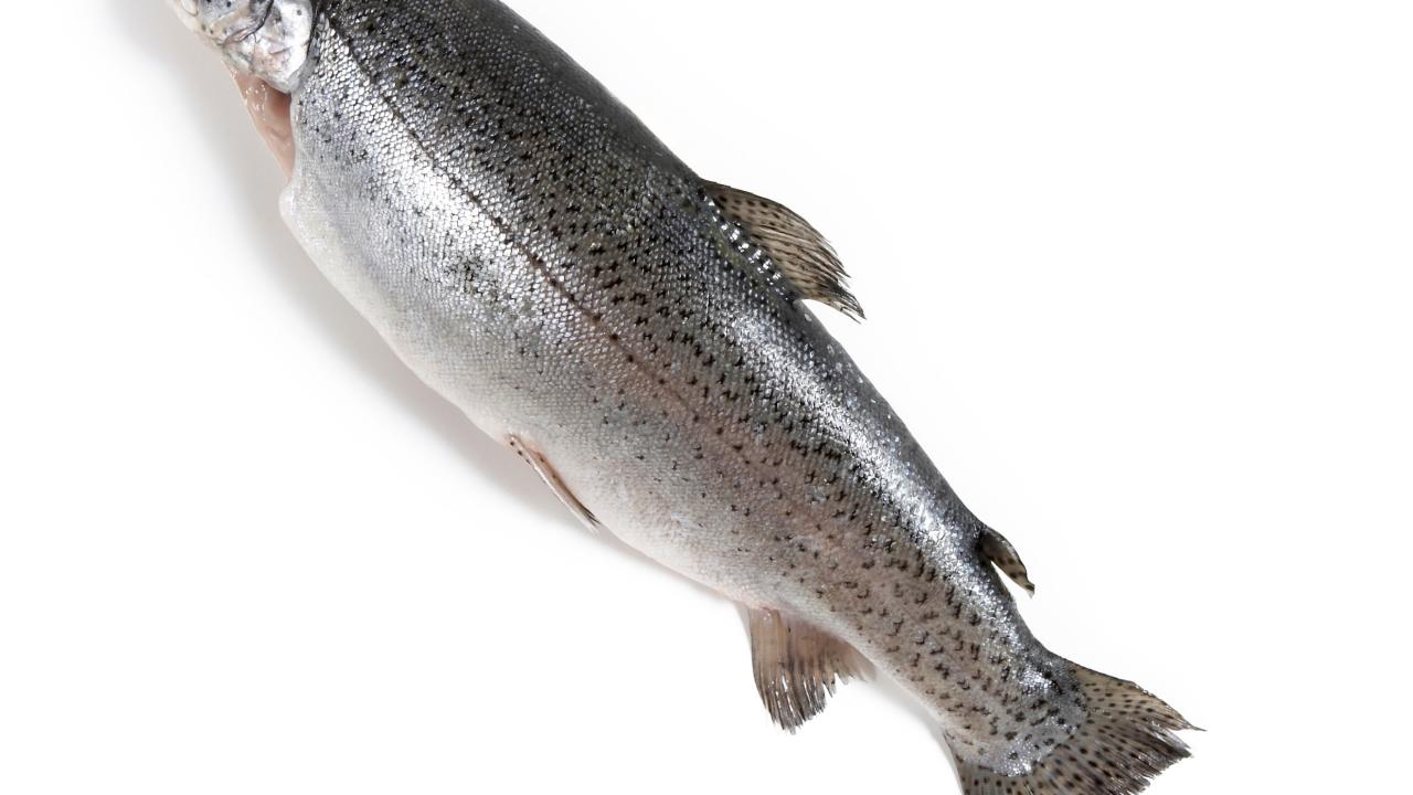is trout a white fish, is trout a white fish Suppliers and Manufacturers at