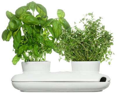 mother's day herb garden