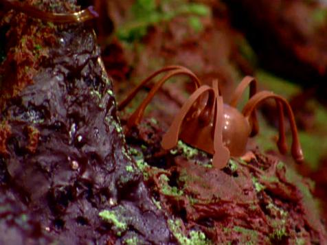 Chocolate Praline Spider Bonbons