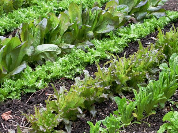 Prepping Your Yard for Vegetable Growing with HGTV