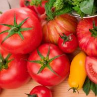 An abundance of a variety of tomatoes with fresh baby basil.  