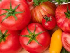 An abundance of a variety of tomatoes with fresh baby basil.  