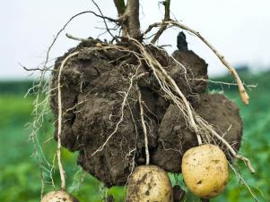 Harvesting New Potatoes