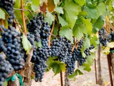 Learning the basics of wine begins with becoming familiar with the big six varietals, which are the grapes that comprise the majority of the world's wines.