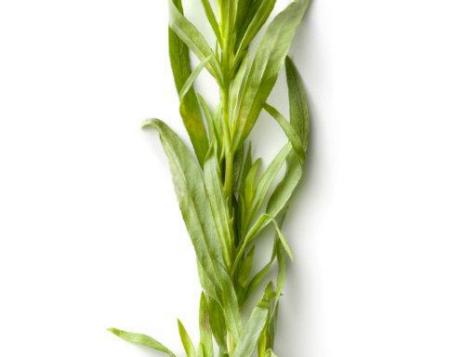 Herb of the Month: Tarragon