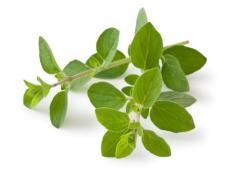 Sweet and spicy fresh oregano is totally different than the dried version in your spice rack. Fall is the perfect time to enjoy this hearty green herb.