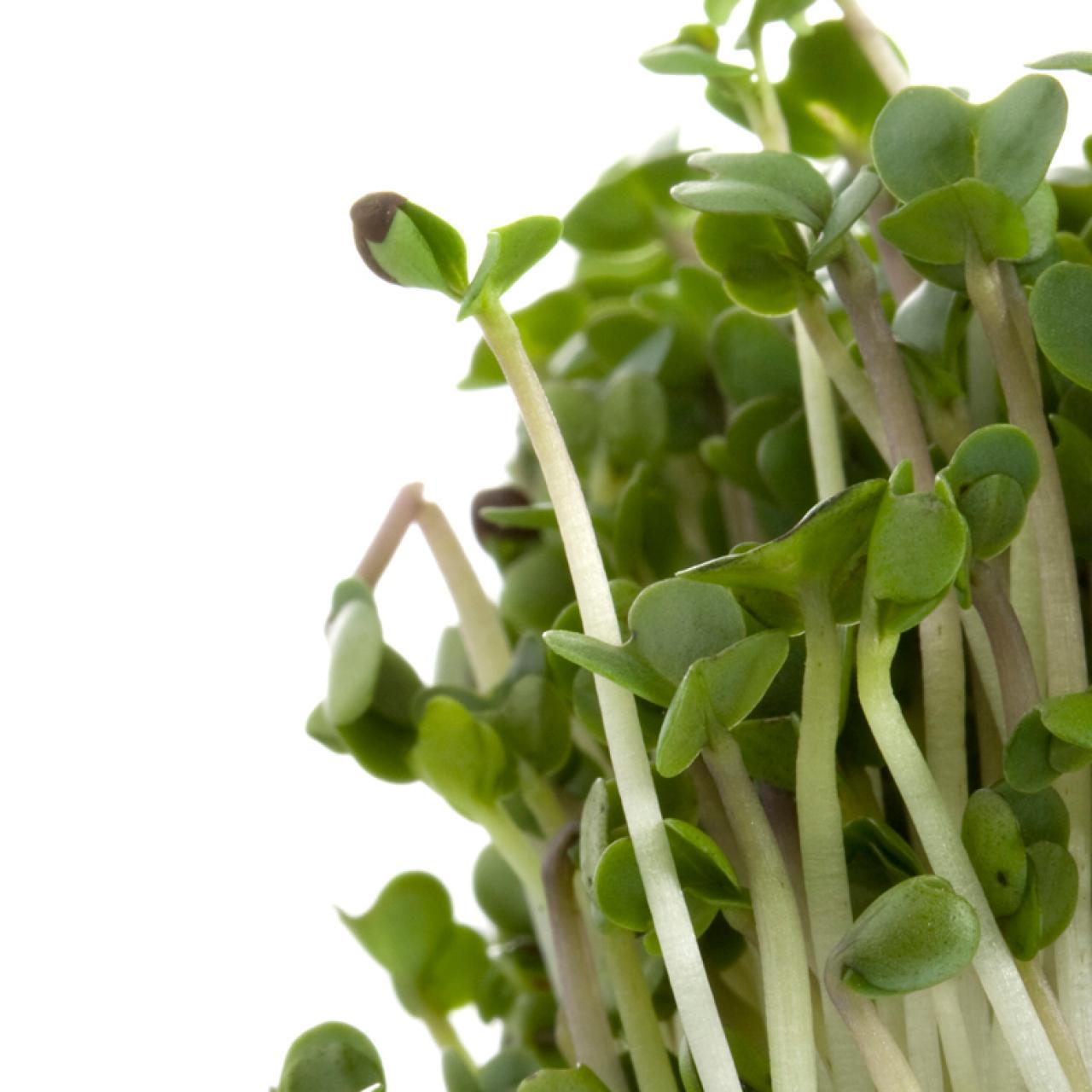 Broccoli Sprouts Mold