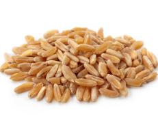 Khorasan wheat
