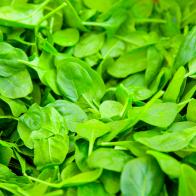 Bin of Fresh, Green Baby Spinach at a Farmer's Market