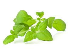 Marjoram sprig on white background