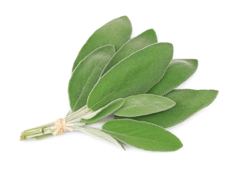 Sage leaves