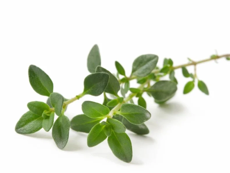 Thyme